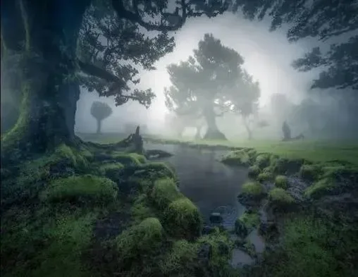 Mystical Fog in Madeira: Fanal laurel forest