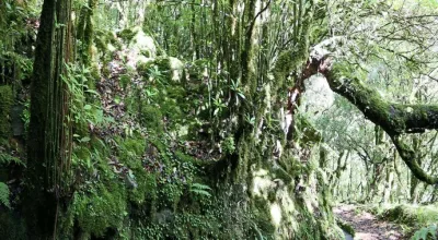 Levada do Brasileiro, Madeira hiking trail (L-BRASILEIRO)