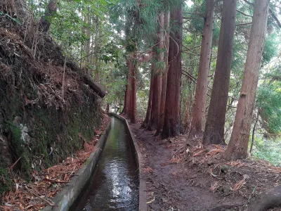Levada Fajã do Rodrigues, Madeira hiking trail (PR16)
