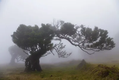 Pequena Rota do Fanal, Madeira hiking trail (V-FANALLOOP)