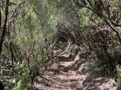 Vereda da Palha Carga, Madeira hiking trail (PR13.1)