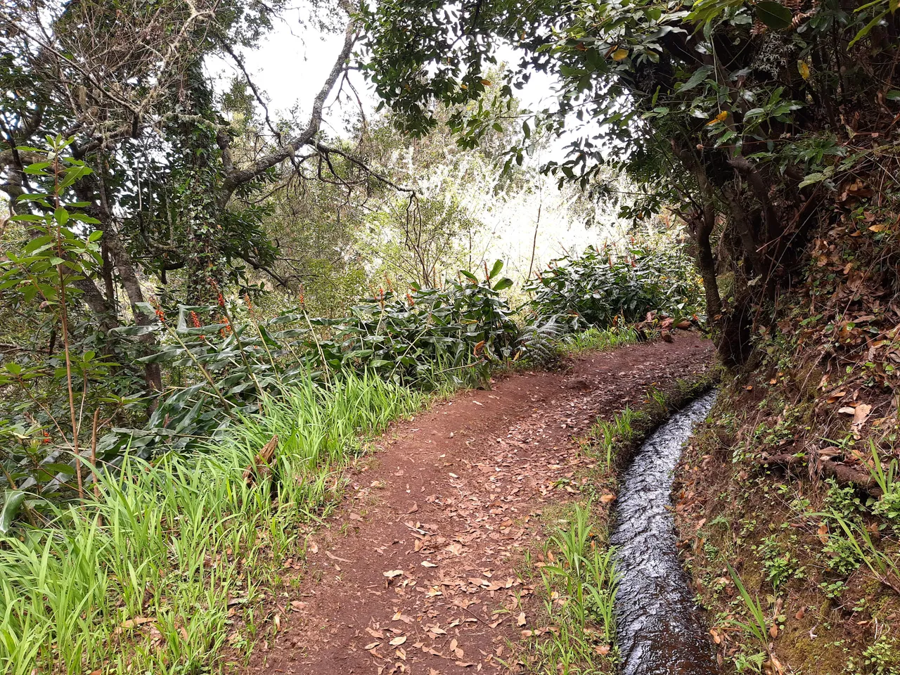 Levada do Moinho, Madeira hiking trail in Porto Moniz (PR7)