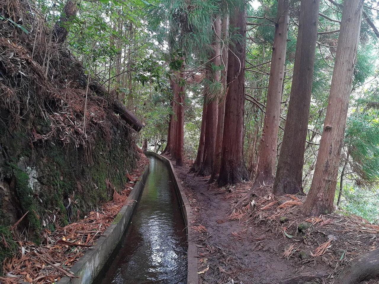 Levada Fajã do Rodrigues, Madeira hiking trail in São Vicente (PR16)