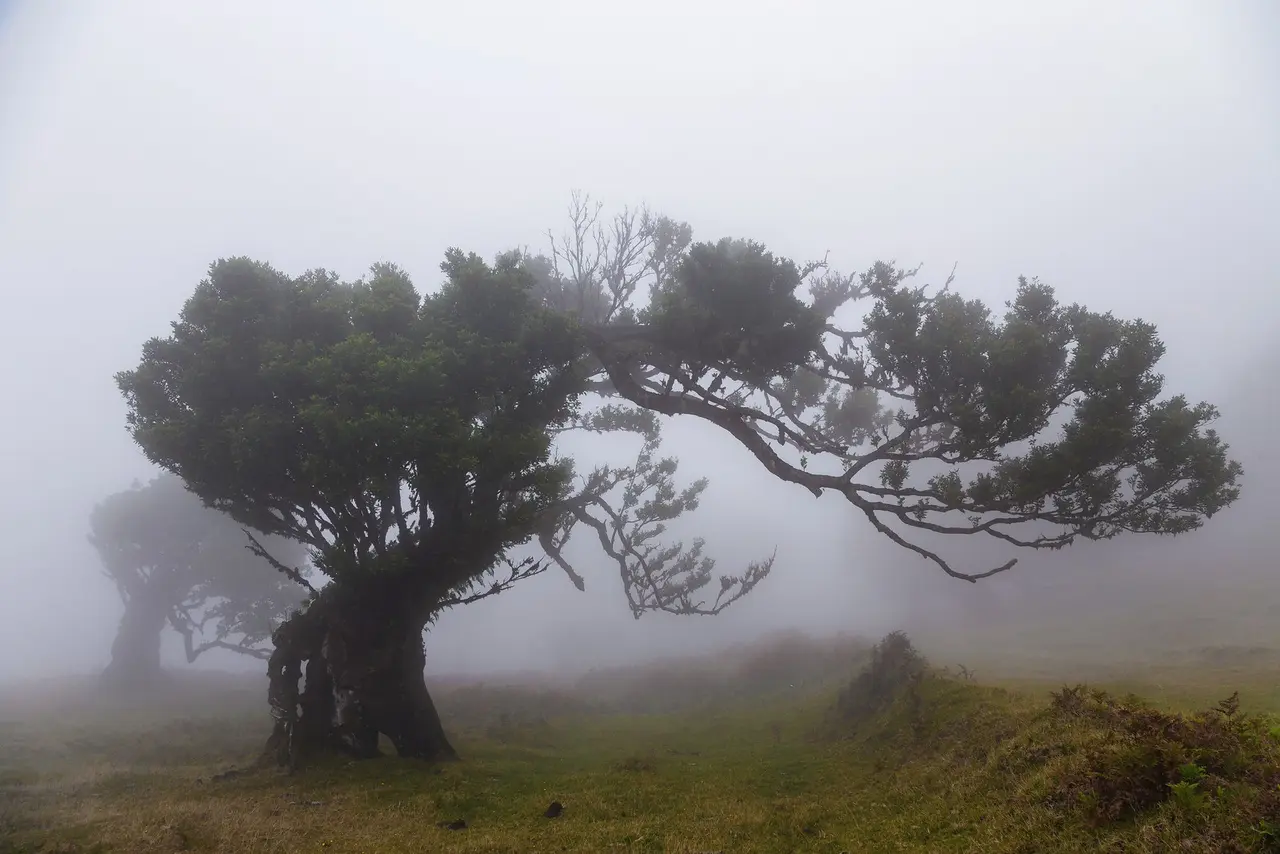 Fanal laurel forest in fog, Madeira