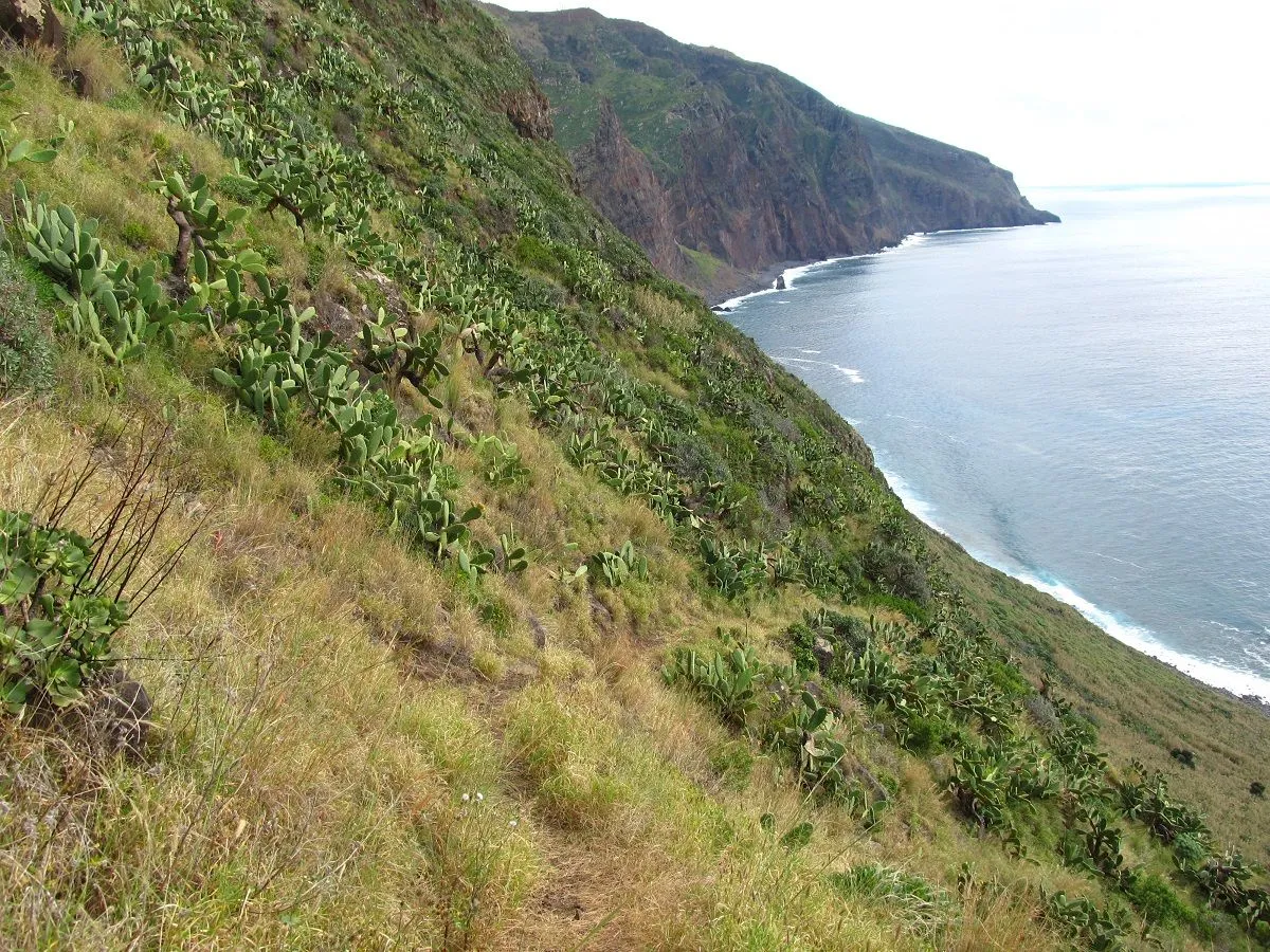 Vereda da Fajã Grande, Madeira hiking trail (V-FAJAGRANDE)