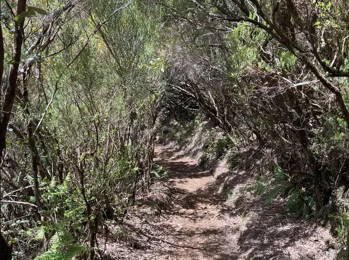 Vereda da Palha Carga, Madeira hiking trail in Porto Moniz (PR13.1)