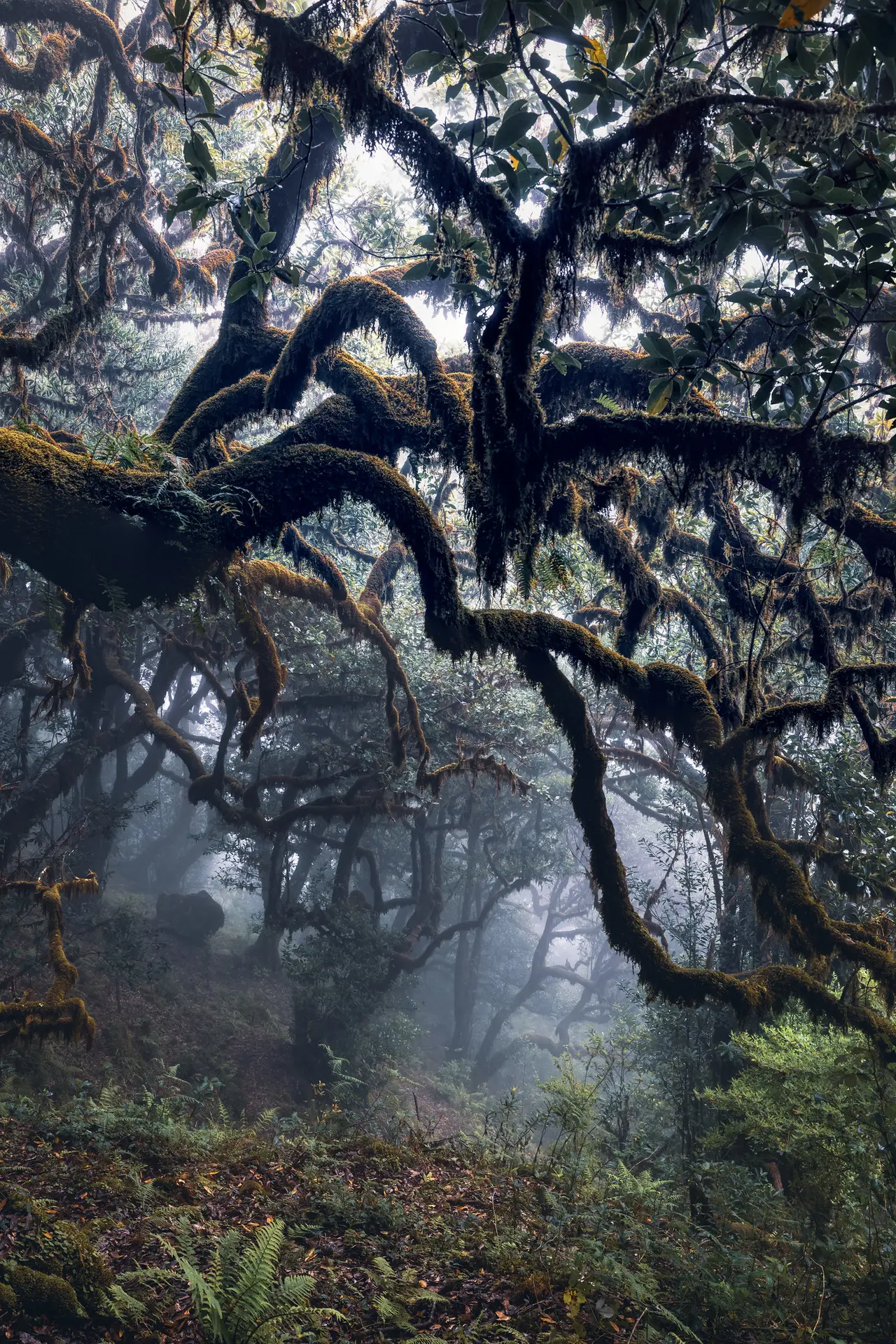 Vereda do Fanal, Madeira hiking trail (PR13)