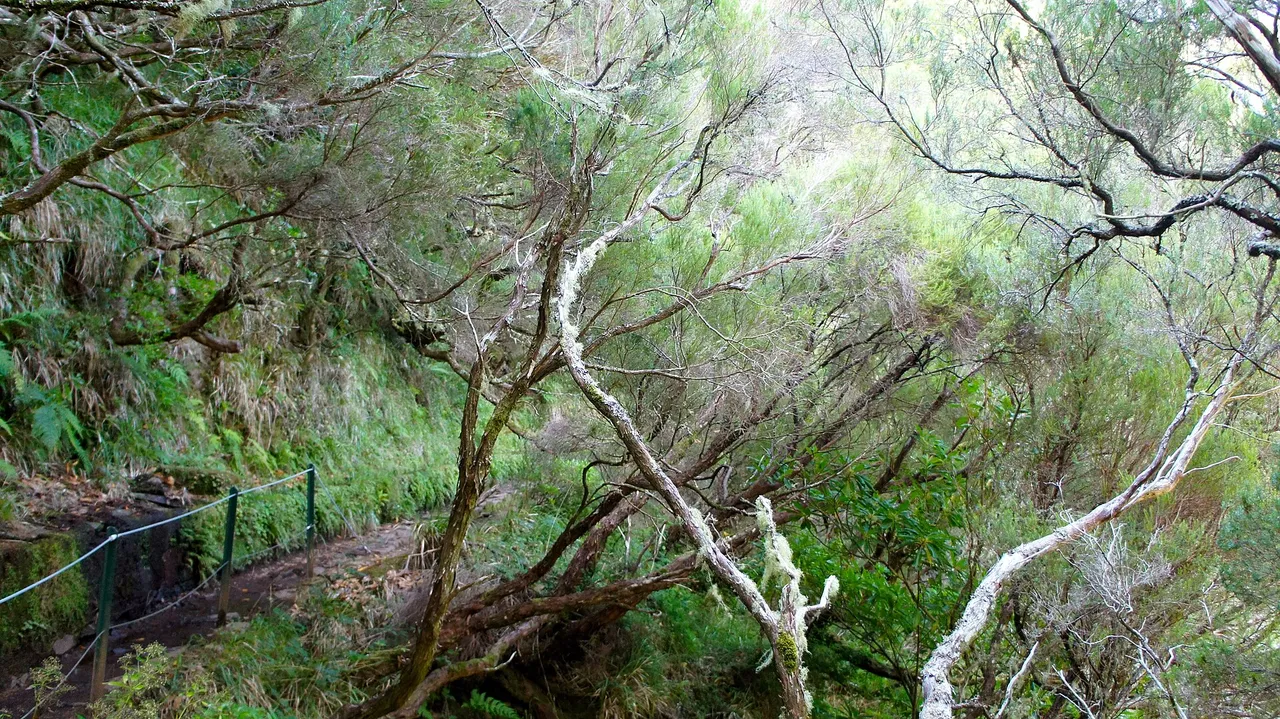 Vereda do Pico Fernandes, Madeira hiking trail (PR6.5)